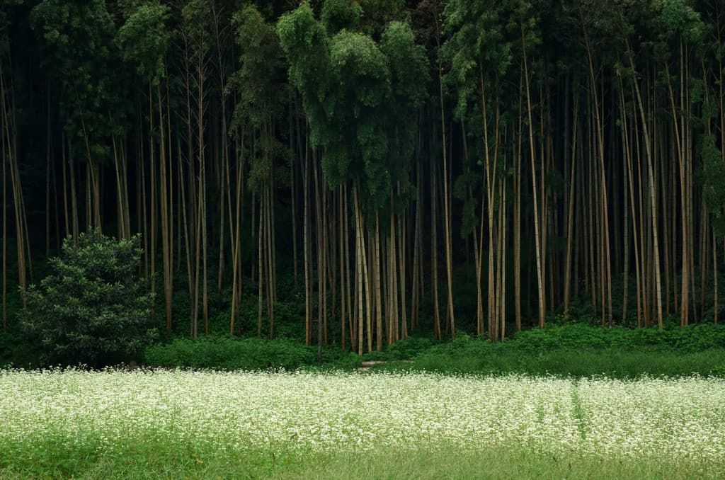 Peaceful mountain landscape